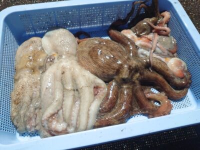 <p>いい釣果なのに素直に喜ばないやーたこ様　</p><p>沖の北内向き　タコエギで新子×5・800gくらい×2・1.43kg🐙</p>