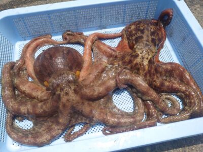 <p>松村名人　沖の北内向き　長竿タコジグでキロアップ2つ！1.3kgと1kg！10時頃に釣れたそうです。</p>