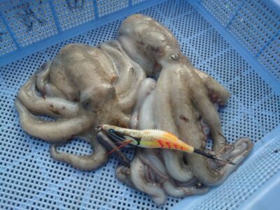 <p>上垣内様　中波止3番　メジャクラ・蛸乗りジョニーで新子タコ🐙</p>