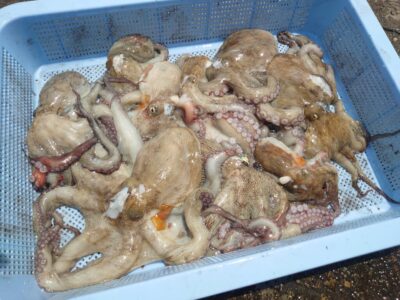 <p>旧一文字カーブ〜白灯外向き　タコエギで新子タコ🐙</p>