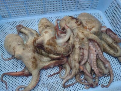 <p>旧一文字3番〜カーブ　ケーソン継ぎ目タコジグで新子タコ🐙</p>