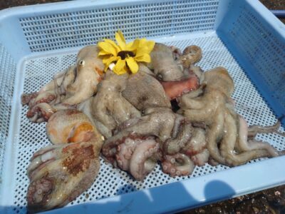 <p>ひまわり🌻様　旧一文字赤灯　タコエギで新子タコ🐙</p>