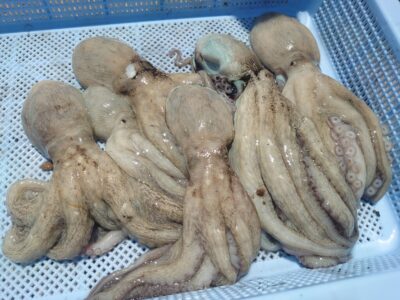 <p>ひまわりファンのマーバン藤本様　旧一文字赤灯　タコエギで新子タコ🐙</p>