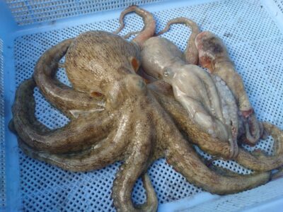 <p>沖の北　タコエギで新子〜良型タコ🐙</p>