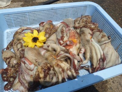 <p>🌻ひまわり♨️様　旧一文字カーブ〜白灯内向き　タコエギで新子タコ🐙ツ抜け達成♪</p>