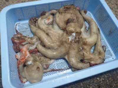 <p>赤木様　旧一文字赤灯　タコエギで良型1.4kg＆新子タコ🐙</p>