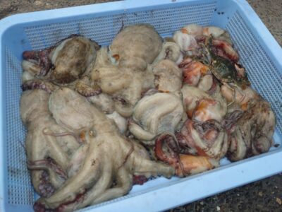 <p>旧一文字白灯〜4番　ケーソン継ぎ目タコジグで新子〜良型タコ🐙</p>