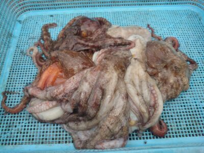 <p>れもん🍋様　旧一文字3番〜カーブ　タコエギで新子タコ🐙早朝中波止で大ダコのバラし2つ…。</p>