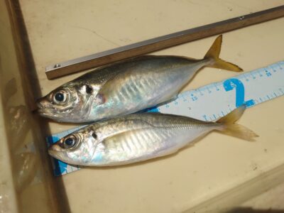 <p>ハンター高倉様　沖の北　ギガアジ狙いでしたが…。</p>