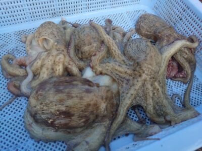 <p>旧一文字カーブ　タコエギで新子〜良型タコ🐙</p>