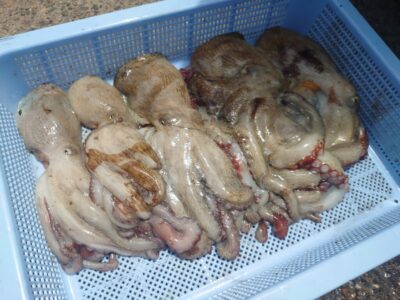 <p>顔出しもしてないけど匿名希望様　沖の北　タコエギで新子＆良型タコ🐙下げが効き出した10時頃に時合いがあったそうです。</p>