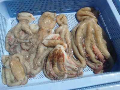 <p>池尾様　旧一文字カーブ〜白灯　タコエギで新子〜良型タコ🐙</p>