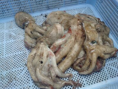 <p>旧一文字白灯〜4番　ケーソン継ぎ目タコジグで新子タコ🐙</p>