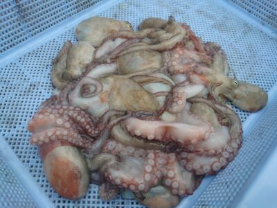 <p>マスカッツ様　旧一文字カーブ　タコエギで新子タコ🐙</p>