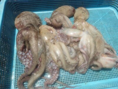 <p>神倉様　中波止2番　タコエギで新子タコ🐙</p>