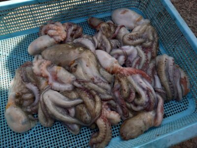 <p>タコ村様　旧一文字3番周辺内向き　タコエギで新子タコ🐙</p>