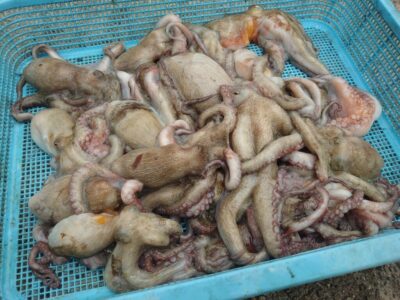 <p>タコ村様　旧一文字3番周辺内向き　タコエギで新子タコ🐙</p>