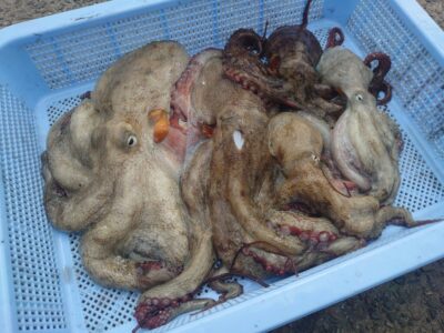 <p>宮本様　旧一文字カーブ〜白灯外向き　タコエギで新子〜500gくらいの良型×2🐙</p>