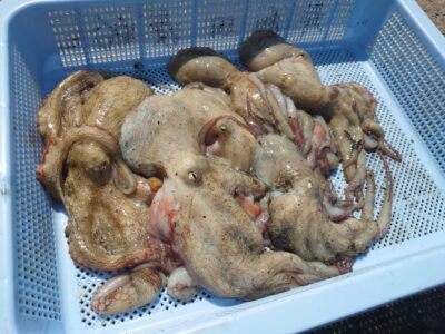 <p>オクトパスインフィニティ　弟子未満様　旧一文字3番〜白灯　イカエギ改で新子タコ🐙</p>