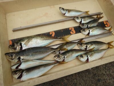 <p>小谷様　沖の北外向き　サビキで豆〜中アジ！豆アジは安定して釣れるそうです。たまに小アジ、たま〜に中アジ。</p>