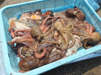 <p>小野様　旧一文字赤灯〜3番　タコジグ＆タコエギで新子タコ21杯🐙</p>