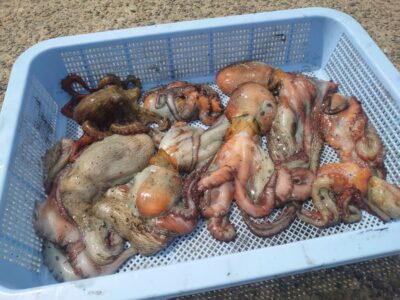 <p>弟子未満様　旧一文字カーブ〜白灯　イカエギ改で新子タコ🐙</p>