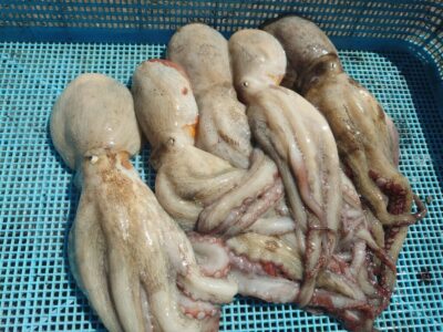 <p>旧一文字カーブ周辺　タコエギで良型タコ🐙新子7つリリース♪合計12杯</p>