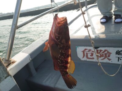 <p>岩田様 中波止2番 エビ撒き釣りでアコウ!</p>