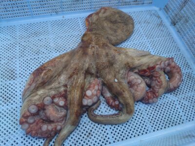 <p>旧一文字カーブ〜白灯　内向き遠投　タコエギで良型タコ820g🐙新子もちょっと♪</p>