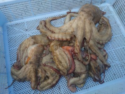 <p>ハッスル亀本様　沖の北　イカエギ改で新子〜良型タコ🐙渋い状況でしたがさすがの釣果♪</p>