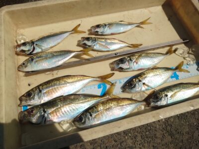 <p>磯田名人　旧一文字赤灯　先端内向き　足元サビキで小〜中アジ！他に豆アジとサバ、グレもサビキにけっこうかかるようです。</p>