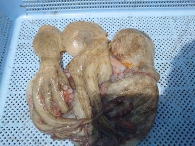 <p>池永様　旧一文字カーブ　タコエギで新子タコ🐙</p>