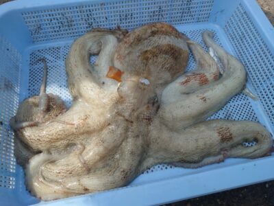 <p>仲村様　沖の北　タコエギで良型タコ1.2kg🐙</p>