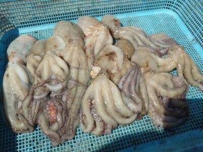 <p>加藤様　旧一文字3番周辺内向き　ショアジギロッド+竿下タコジグで新子タコ🐙</p>