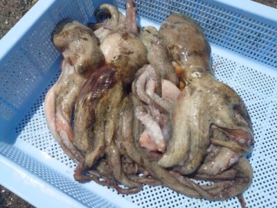 <p>島田様　旧一文字白灯〜3竿下タコジグで新子タコ🐙</p>
