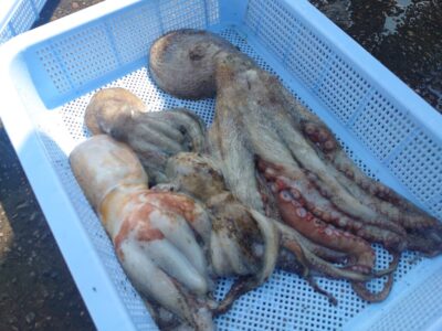 <p>高橋様　旧一文字赤灯〜3番　イカエギ改で新子〜良型タコ🐙</p>