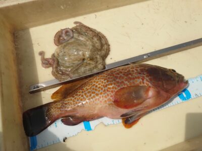 <p>多田様　旧一文字赤灯　エビ撒き釣りで良型アコウ！イカエギで新子タコ🐙</p>