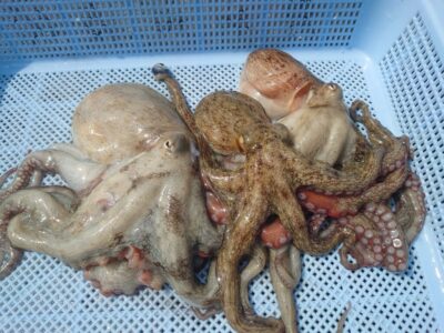 <p>杉さん。様　旧一文字赤灯　タコエギで新子タコ🐙</p>