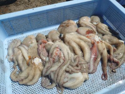 <p>ミラクル宮崎様　旧一文字3番〜カーブ内向き　竿下タコジグで新子タコ🐙</p>