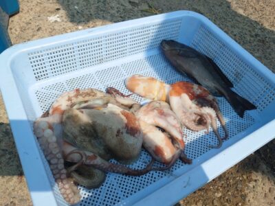 <p>旧一文字赤灯内向き　竿下タコジグで新子タコ🐙</p>