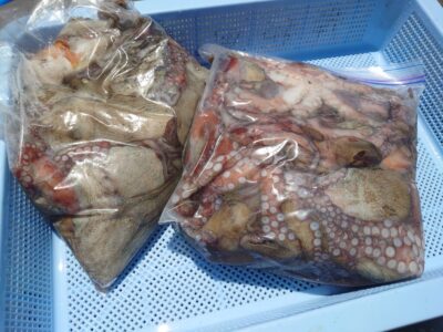 <p>マスカッツ様　旧一文字を広く釣り歩いてタコエギでタコ40杯オーバー🐙</p>