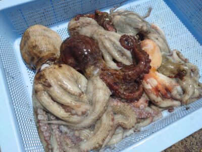 <p>タコレンジャー様　旧一文字3番周辺　タコエギで新子〜良型タコ🐙</p>