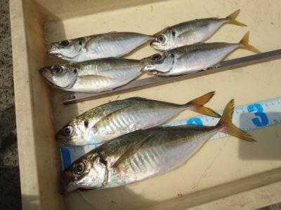 <p>磯田名人　旧一文字赤灯　先端内向き　足元サビキで小〜中アジ！最大28cm♪</p><p>豆は沢山釣れるようです。</p>