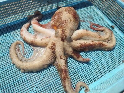 <p>⑨のタイガー様　中波止　タコエギで良型タコ800g🐙</p>