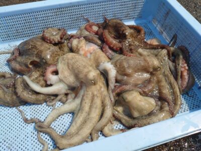 <p>合田様　旧一文字赤灯〜2番　内外両方　タコエギで新子〜良型タコ🐙</p>
