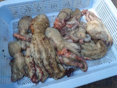 <p>タコハル様　旧一文字カーブ周辺　タコエギで新子タコ🐙</p>