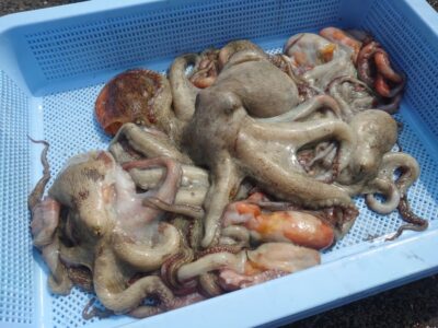 <p>ジュンジー様　旧一文字3番〜カーブ　タコエギで新子〜良型タコ11杯🐙</p>