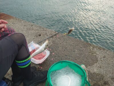 <p>沖の北内向き　足元サビキでアジ！豆と小の間くらいのサイズ。ぎり飲ませに使えるかな。他に小サバも釣れてました。</p>