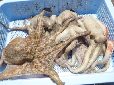 <p>キロアップに出会えない久だこ様　沖の北　タコエギで新子〜良型タコ🐙</p>