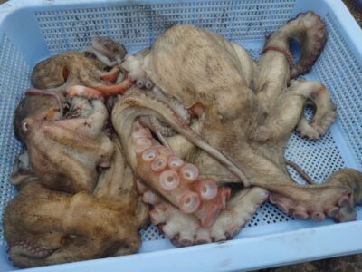 <p>釣れちゃうタマ　沖の北内向き（5時半〜7時）　タコエギで新子〜1.1kgまでのタコ5つ🐙時合いで連発って感じは無かったですがポツリポツリと。</p><p>1キロちょいやのにやけに吸盤が立派なオスでした。</p>